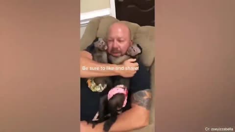 Funniest Babies And Animals Compilation || Just Laugh