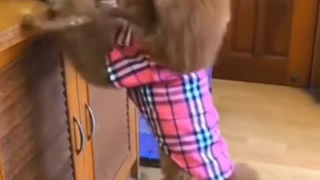 The Smartest Little Dog Feeding a Puppy