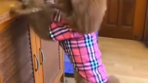 The Smartest Little Dog Feeding a Puppy