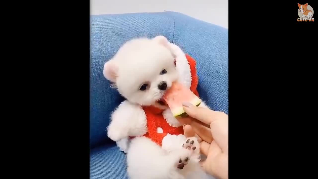 Cute Puppy, Dogs