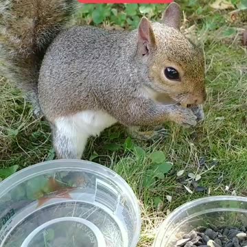 Mika The Squirrel 🐿️😍❤️‼️ Loves to eat peanut 🥜.