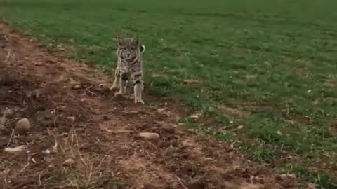 Close ENCOUNTER With a Bobcat ..,....!!!