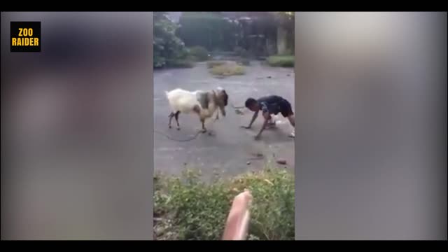Raging Sheep Headbutts A Daredevil people