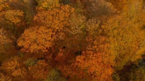 Enchanting Autumn Forests with Beautiful Piano Music