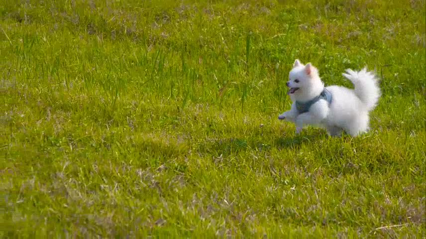 Bella is excited to see the lawn, if only he could be quieter