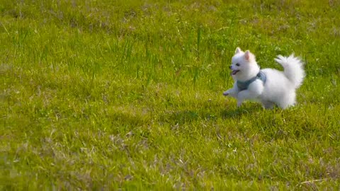 Bella is excited to see the lawn, if only he could be quieter