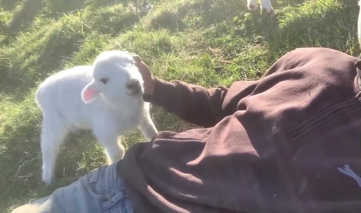 Cute Lamb Needs Attention