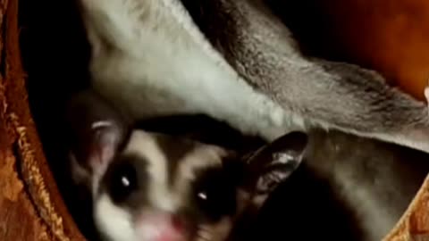 Sugar glider