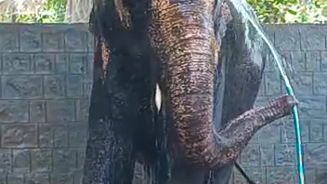 I can take a bath by myself, don't let anyone bathe me 🤣🤣🥰 elephant