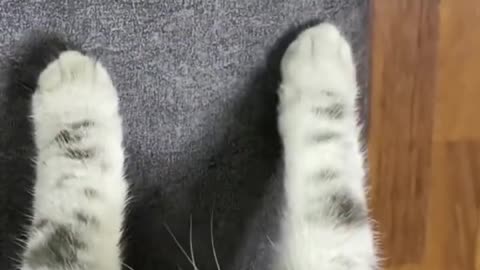 #CuteBabyAnimals #Funny #daily #Shorts #amushorts #rumble C063
