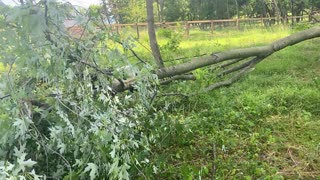 Goats Eating Maple Tree 06.2022