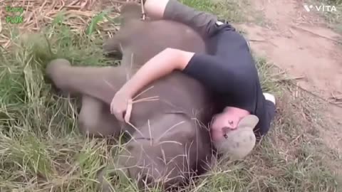 Most Funny and Cute Baby Elephant Video