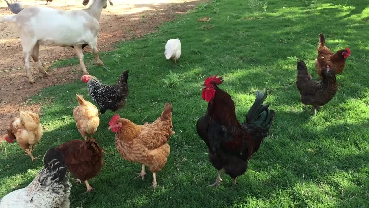 Rooster Crowing Chicken Free Range very good video