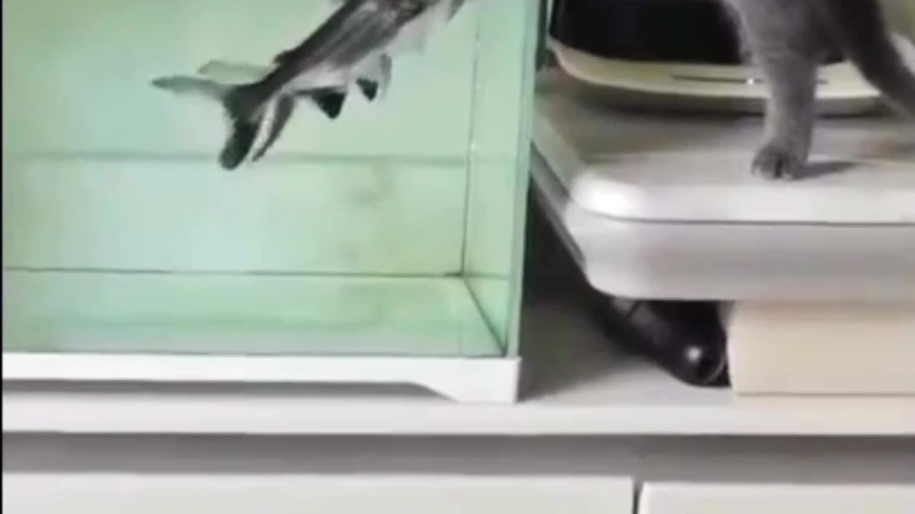 THAT'S WHY CAT HATES FISH!😁