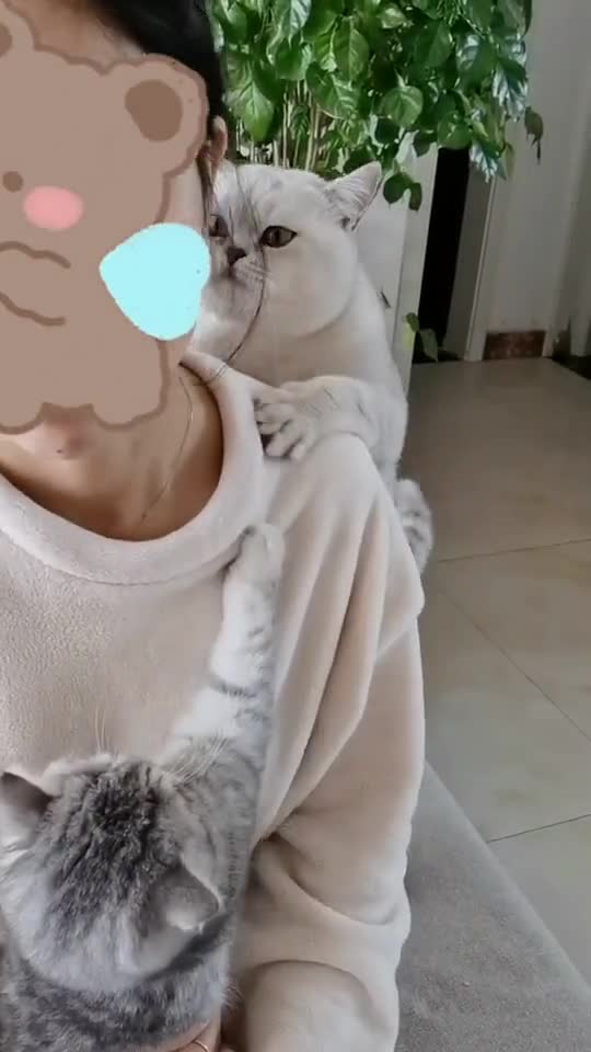 Very funny fight between two cats #shorts #cats