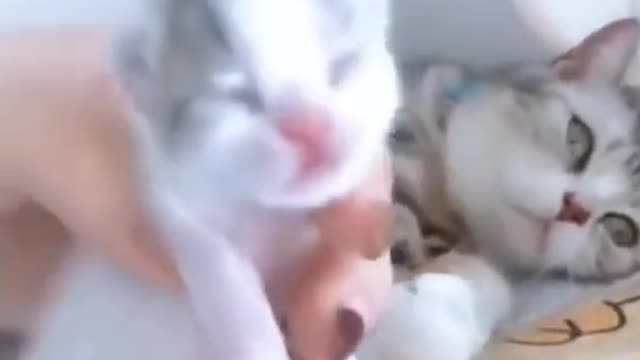 Baby Cats- Cute and Funny Cat Videos Cats and fighting very funny😂|| Try not to laugh ||#shorts