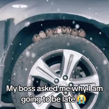 Sparrows sheltering 😊😊😊😍