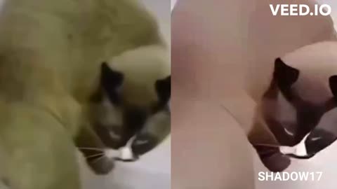 Funny cat Ai...
