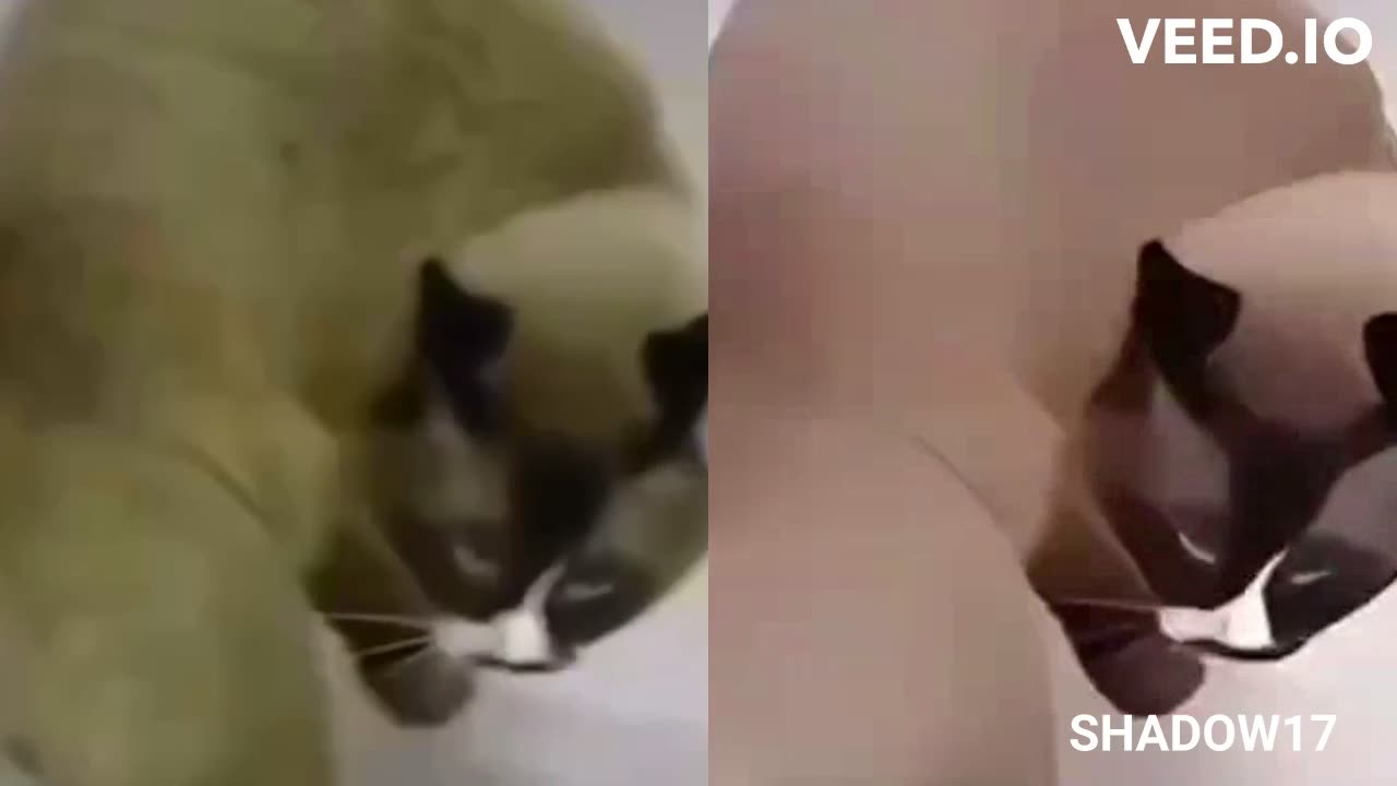 Funny cat Ai...