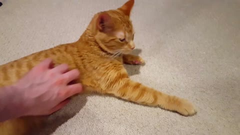 How I get human's hands off me