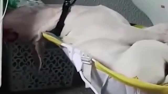Funny Animal Videos 2022 😂