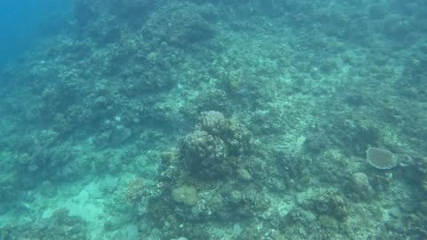 Nothing Beats Snorkeling in the Morning! Jasaan, Misamis Oriental, Philippines