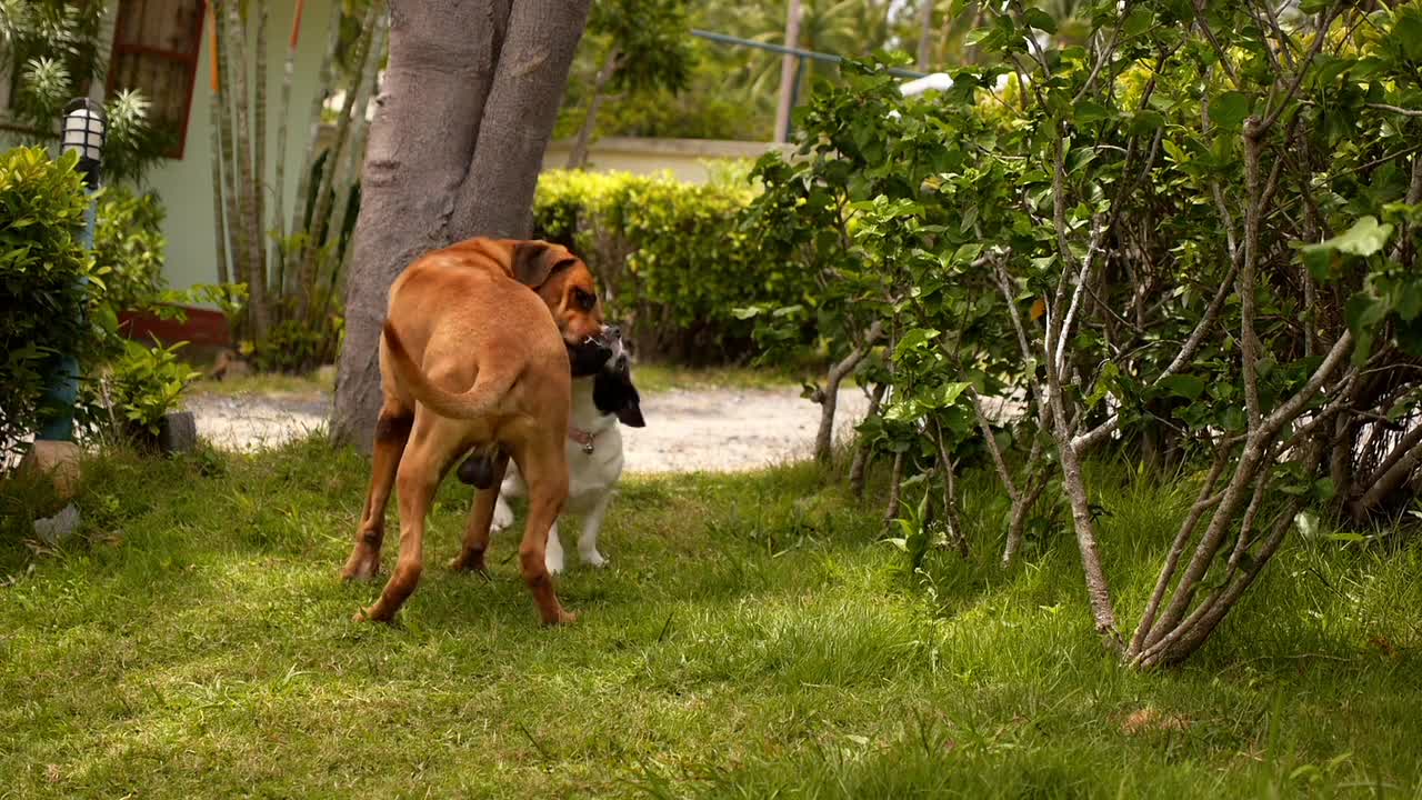 Puppy play with kids