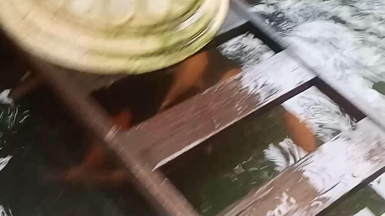 Seeur fish