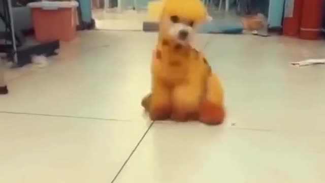 Funniest Animal Dancing Acts | Funny Pets Collection 2022