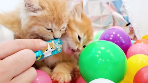 Kittens play with balls