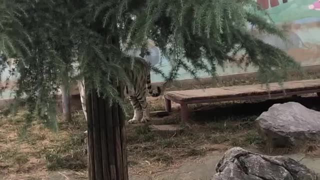 A tiger hides behind a tree