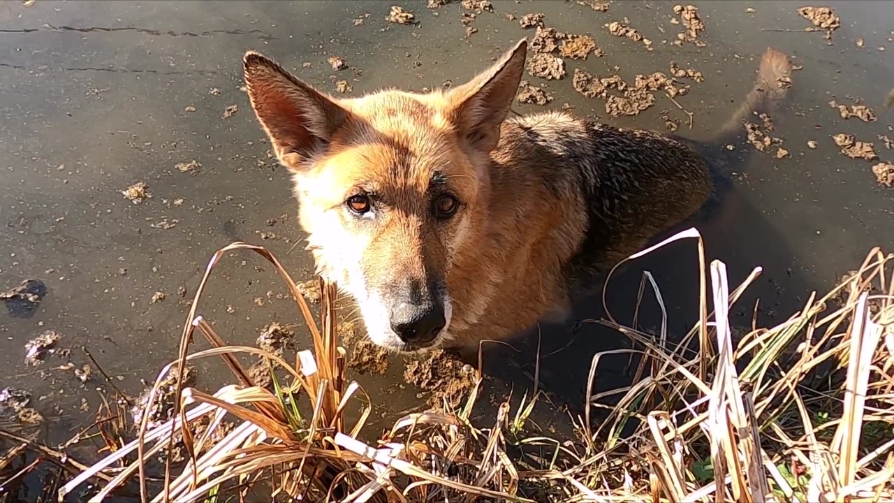A Dog Playing In The Lake