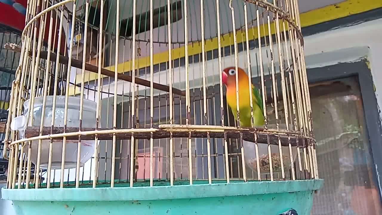 Lovebird berkicau