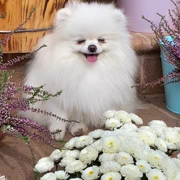 An Adorable White Dog Near White Flowers
