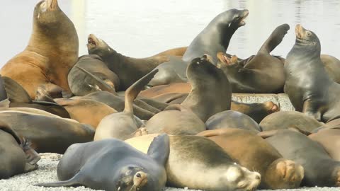 Cresent City Califorina Seals