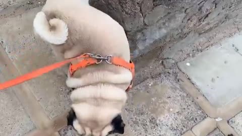 pughappy