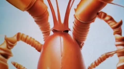 Lobster song