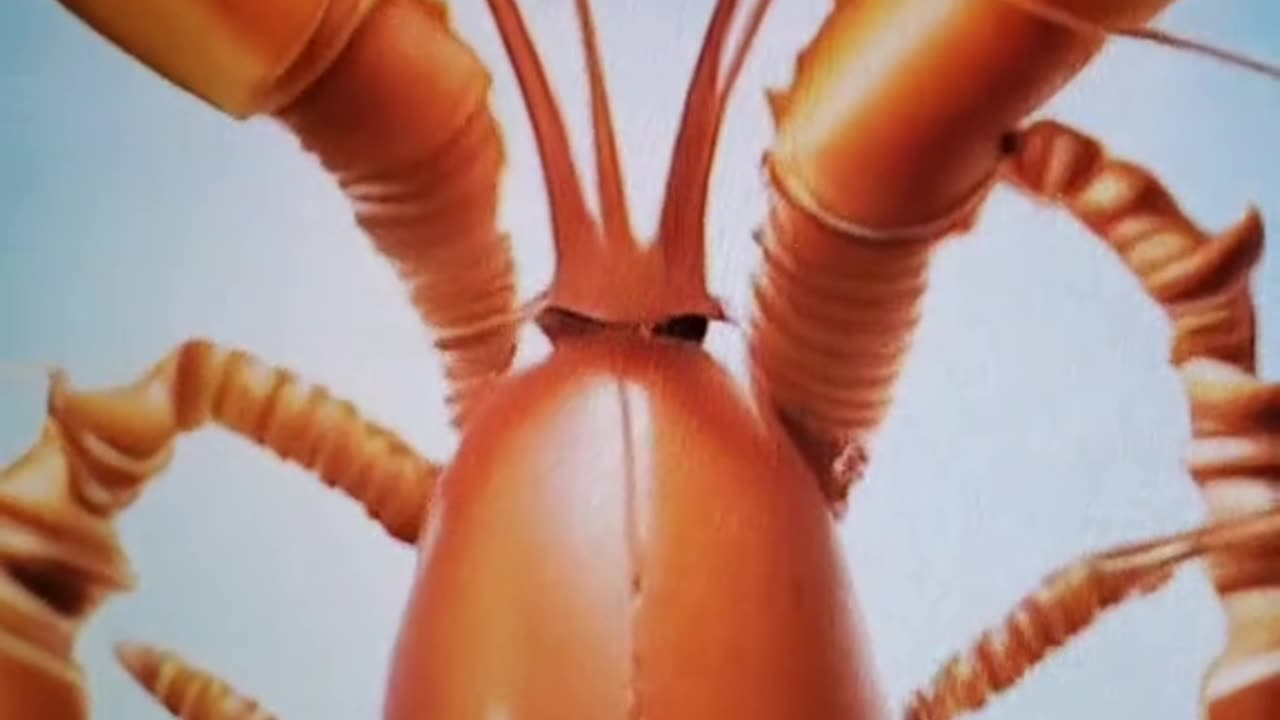 Lobster song