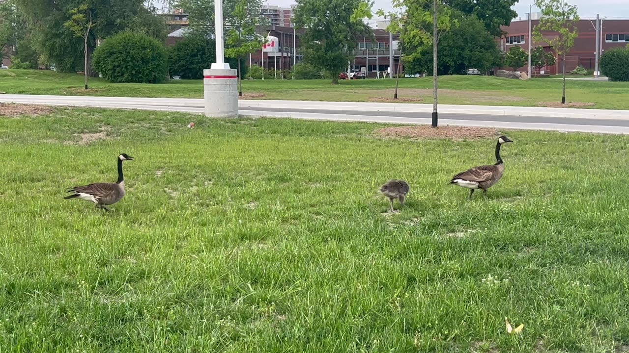 Very tiny Canada Goose family