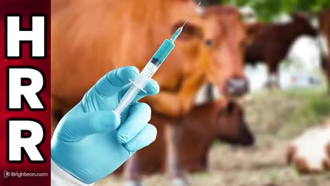 CATTLEMEN'S GROUP SAYS NO MRNA VACCINES IN U.S. BEEF (SO FAR) WATCH