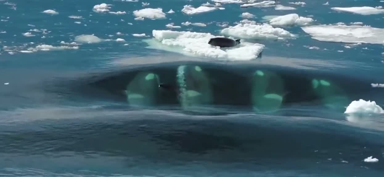 Killer Wales create a wave to catch the seal It’s actually a bit sad for the seal but it’s nature