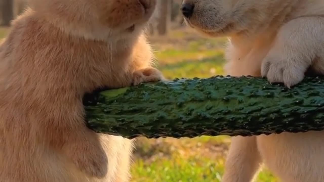 Little cute rabbit and dog friendship 🐇🐶