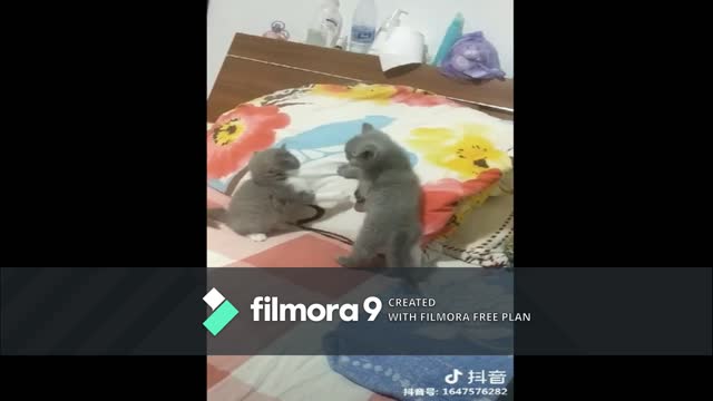 Funny cute Cat Fights