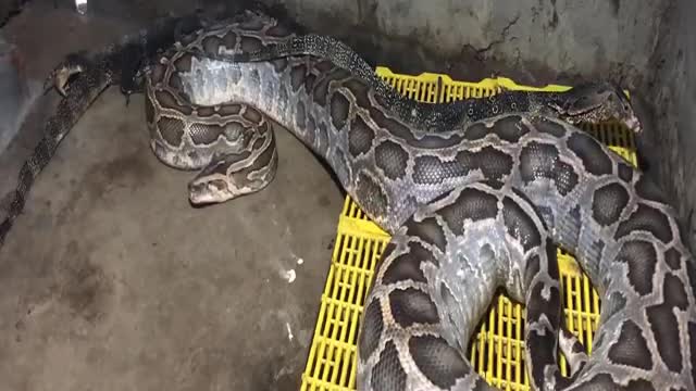 When two predator stay together