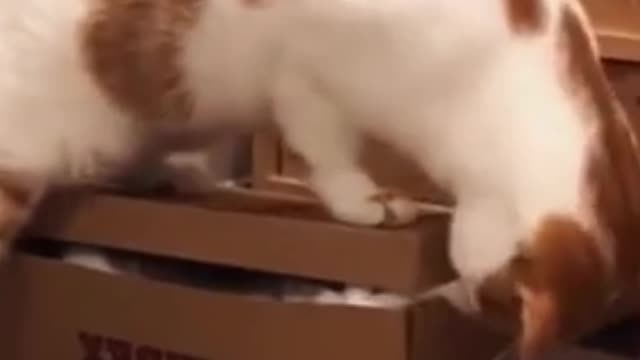 funny Cats