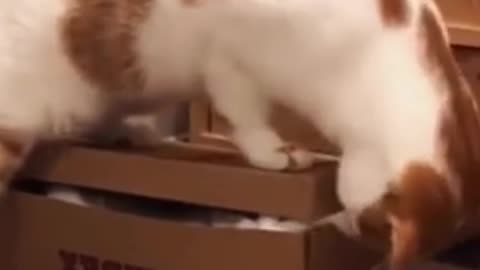 funny Cats