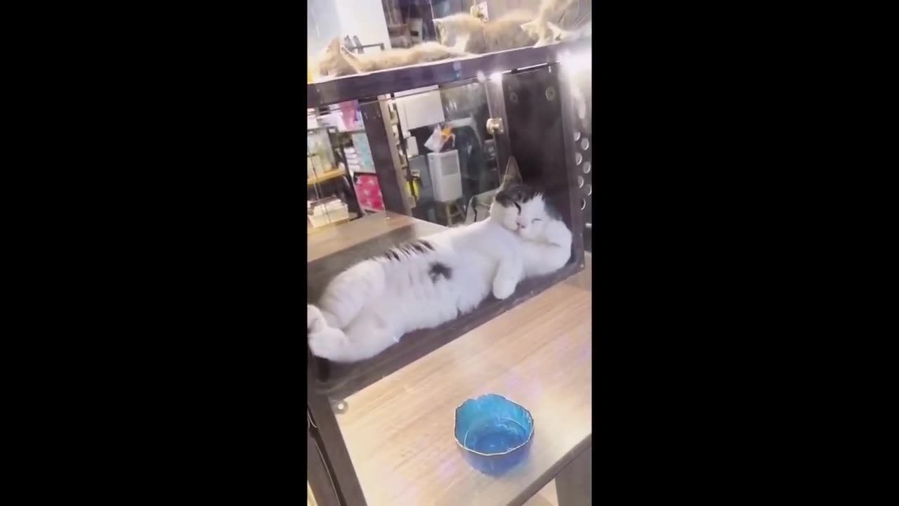 Funny Animal video - Compilation #4