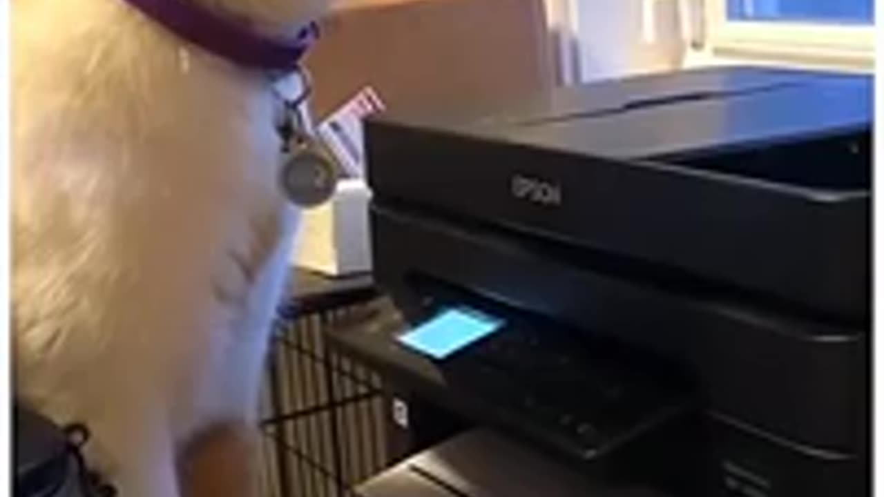 Funny Cat