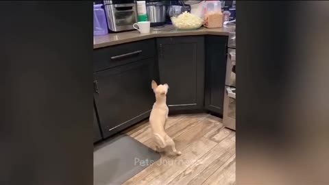 Funny Cats
