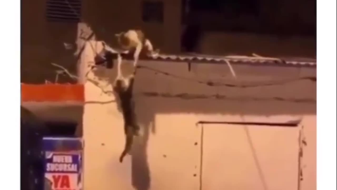 "Cat Battle Royale: Feline Rendition of Scar and Mufasa's Epic Clash!"